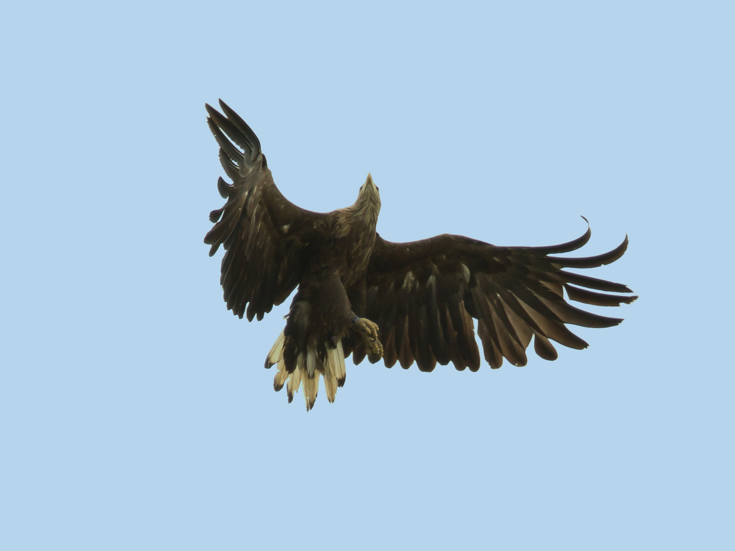 Seeadler - Vollbremsung über dem Kornfeld