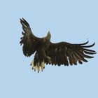 Seeadler - Vollbremsung über dem Kornfeld