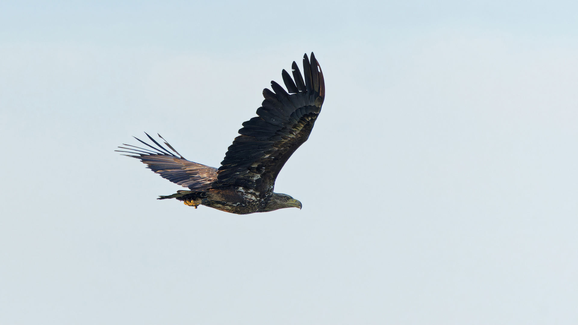 Seeadler vom Niederrhein