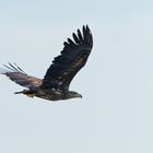 Seeadler vom Niederrhein