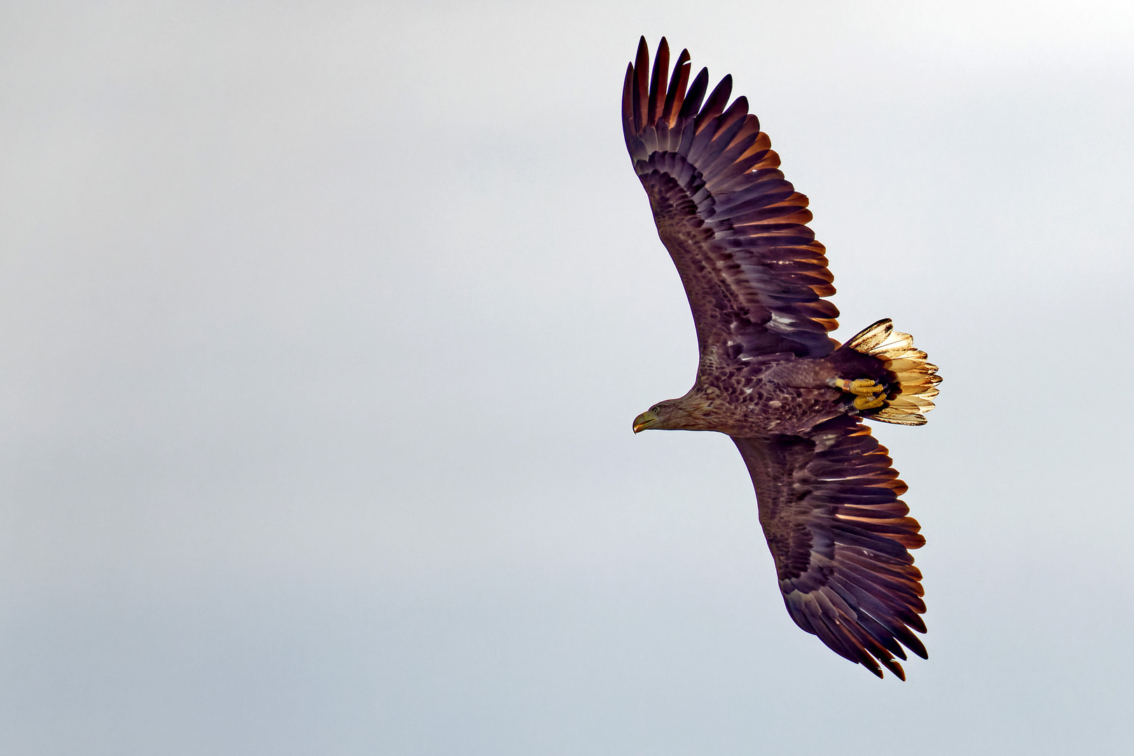 Seeadler vom Niederrhein