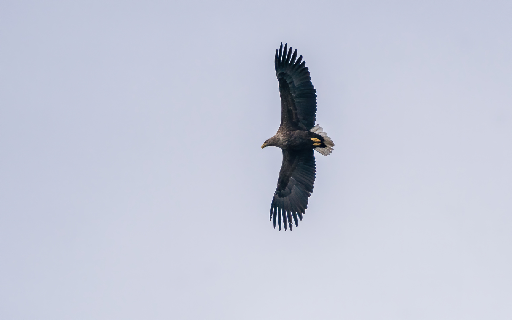 Seeadler vom Niederrhein