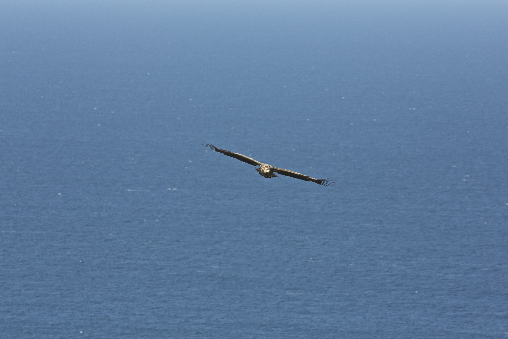 Seeadler von 12Uhr