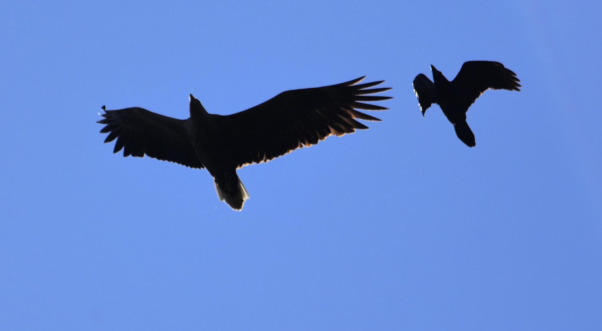 Seeadler von Krähe attackiert