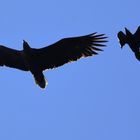 Seeadler von Krähe attackiert