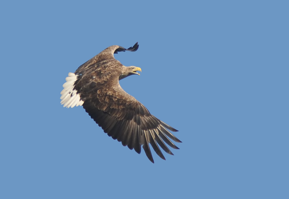 Seeadler von oben...