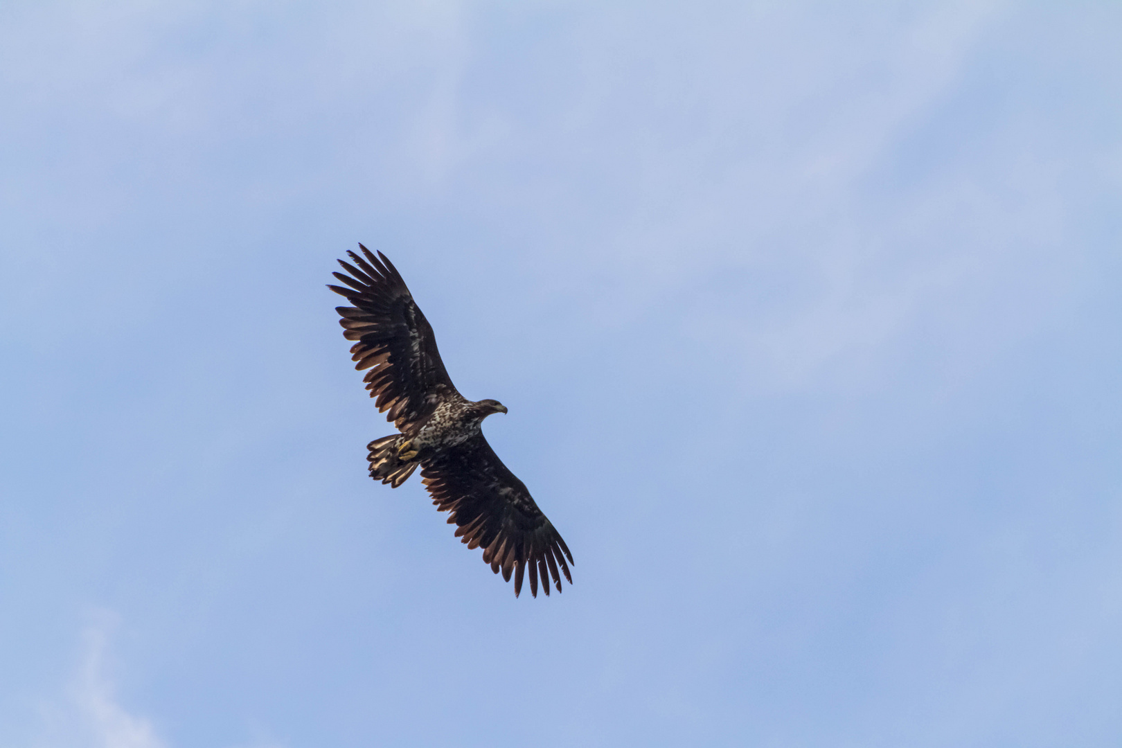 Seeadler vor Bleik/Vesteralen