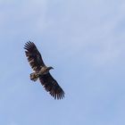 Seeadler vor Bleik/Vesteralen