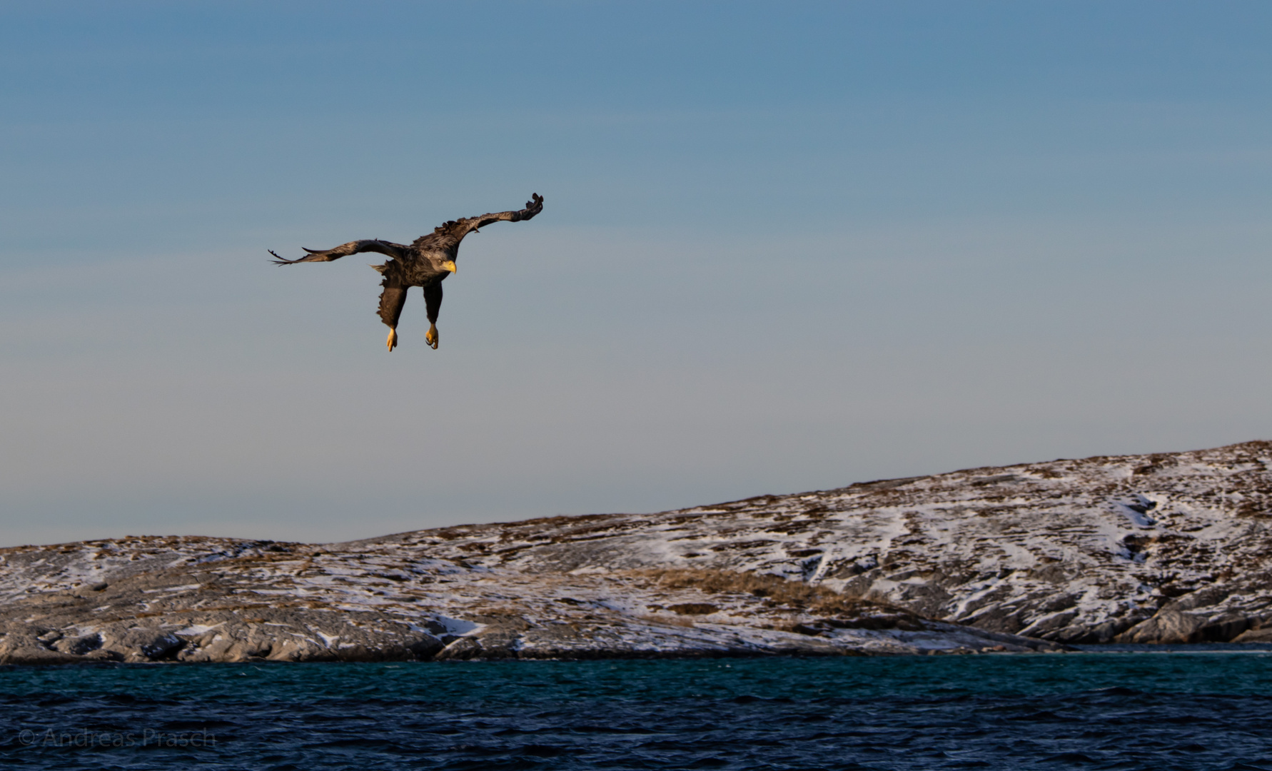 Seeadler vor Bodø
