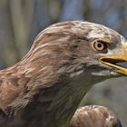 Seeadler vor dem Abflug....