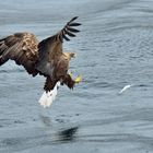 Seeadler vor dem Zugriff.