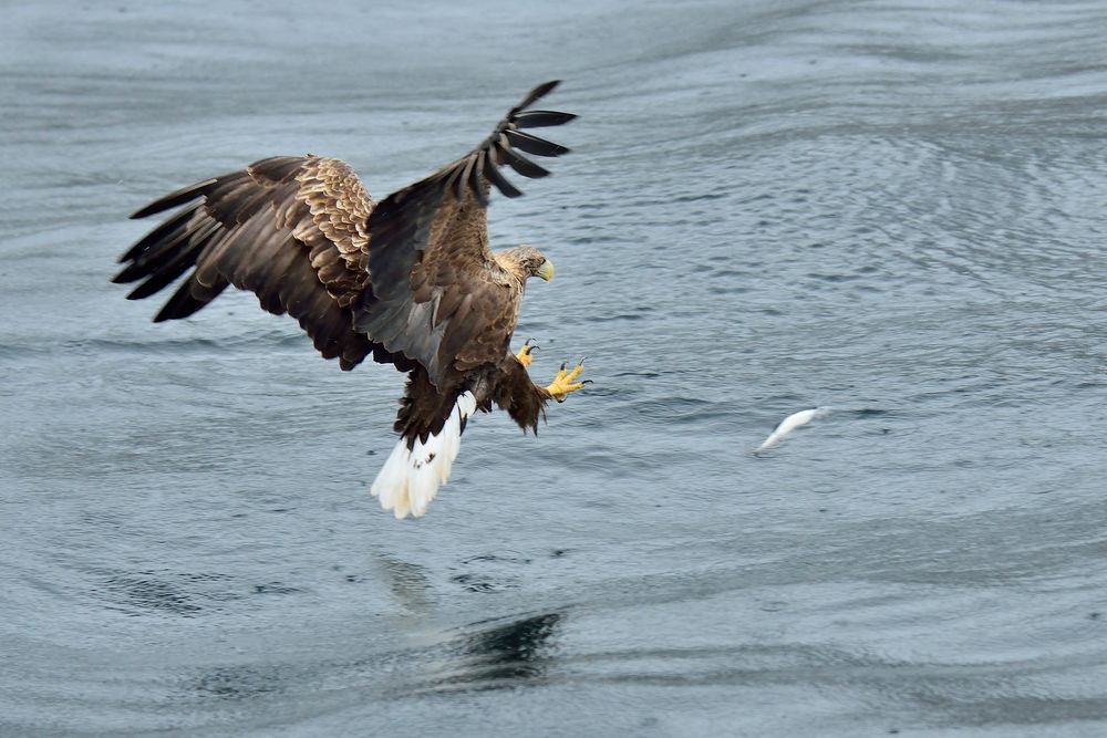 Seeadler vor dem Zugriff.