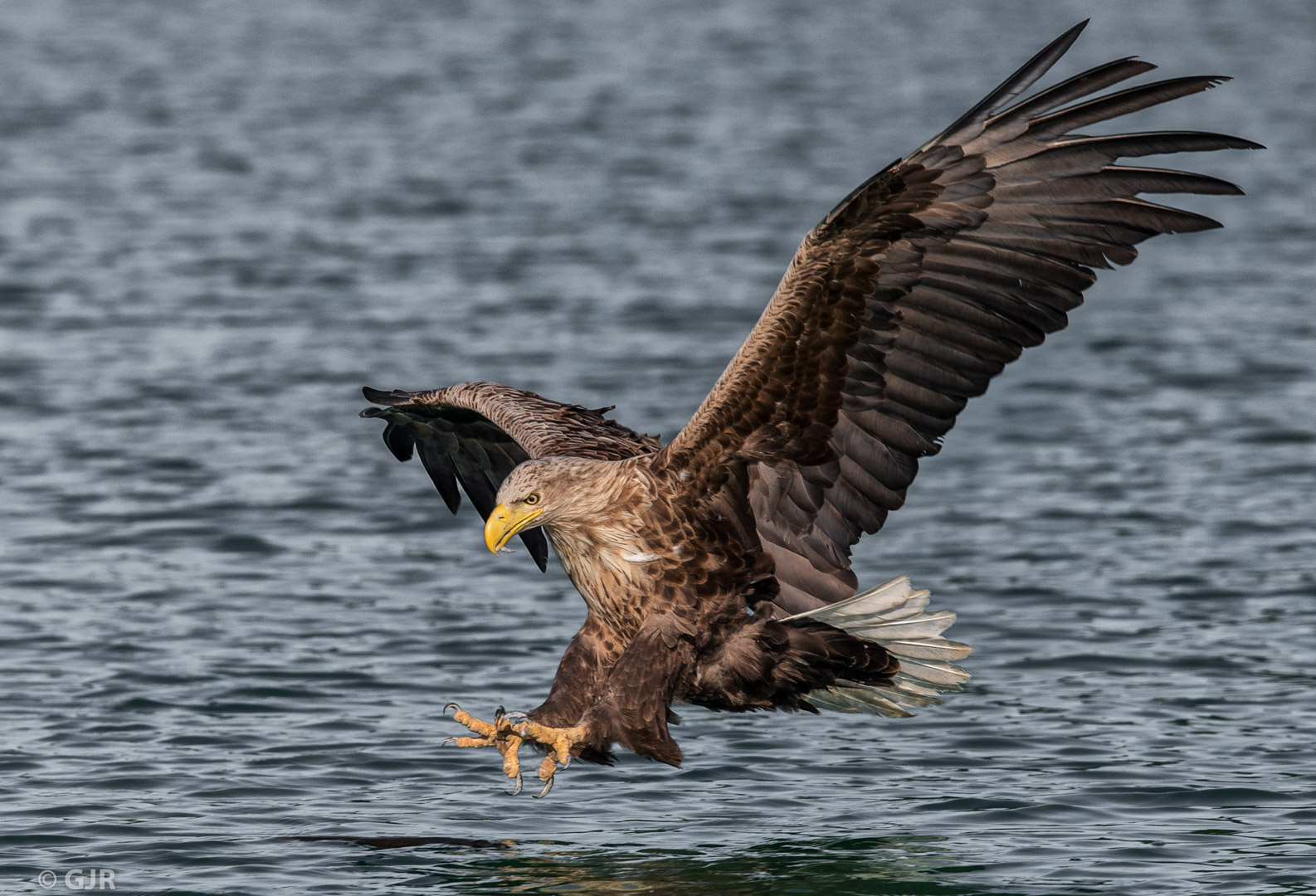 Seeadler vor dem Zugriff