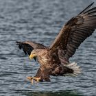 Seeadler vor dem Zugriff