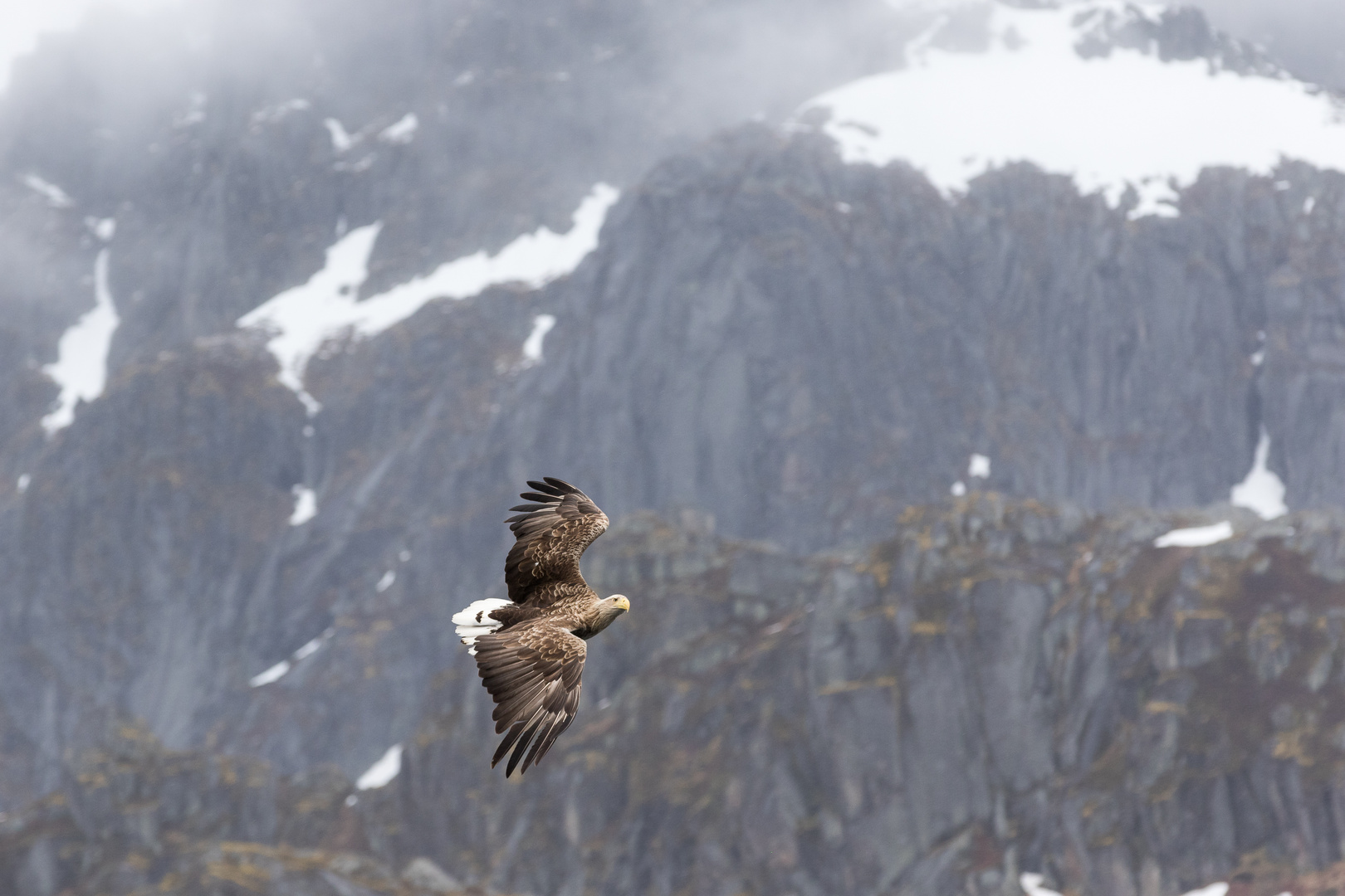 Seeadler vor Felswänden im Raftsund, Norwegen