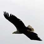 Seeadler vorbeigerauscht