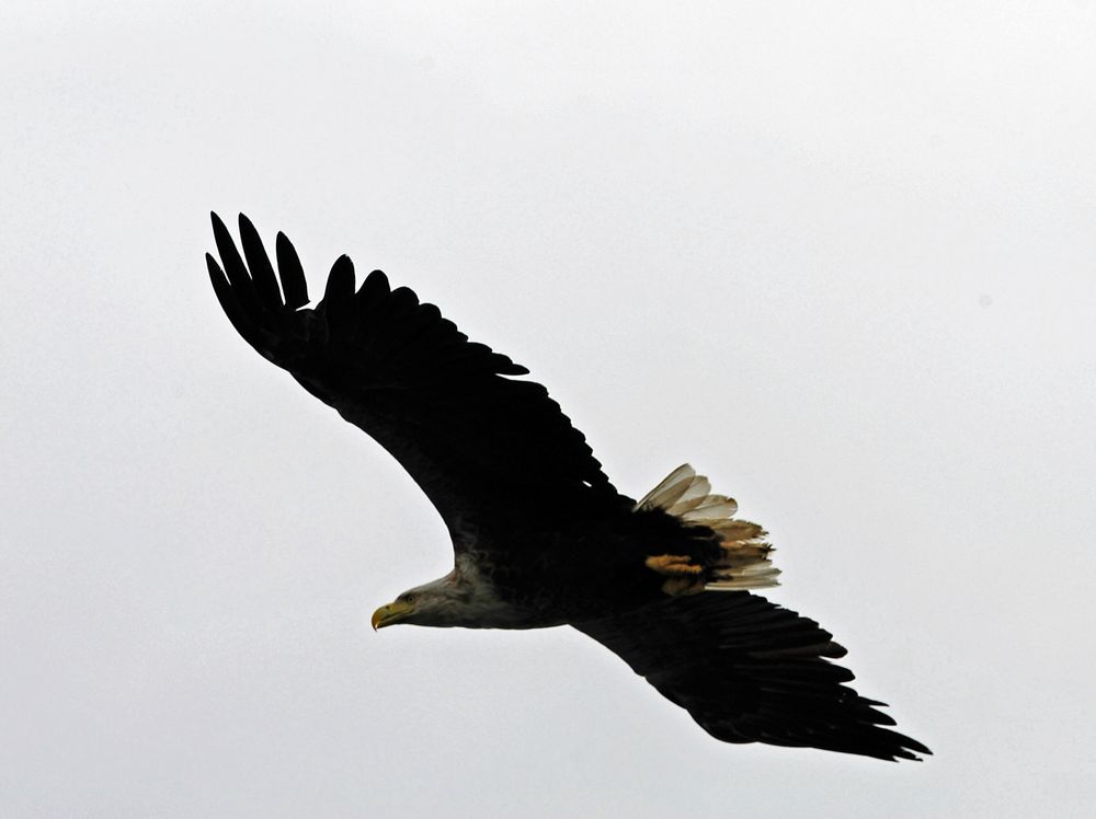 Seeadler vorbeigerauscht