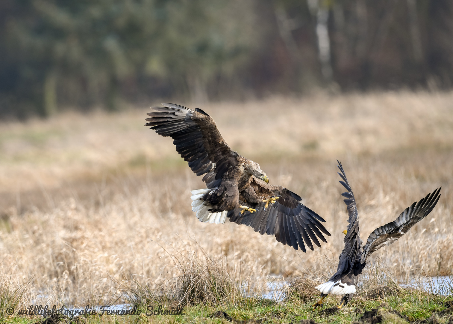 Seeadler Vorpommern 2021