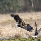 Seeadler Vorpommern 2021