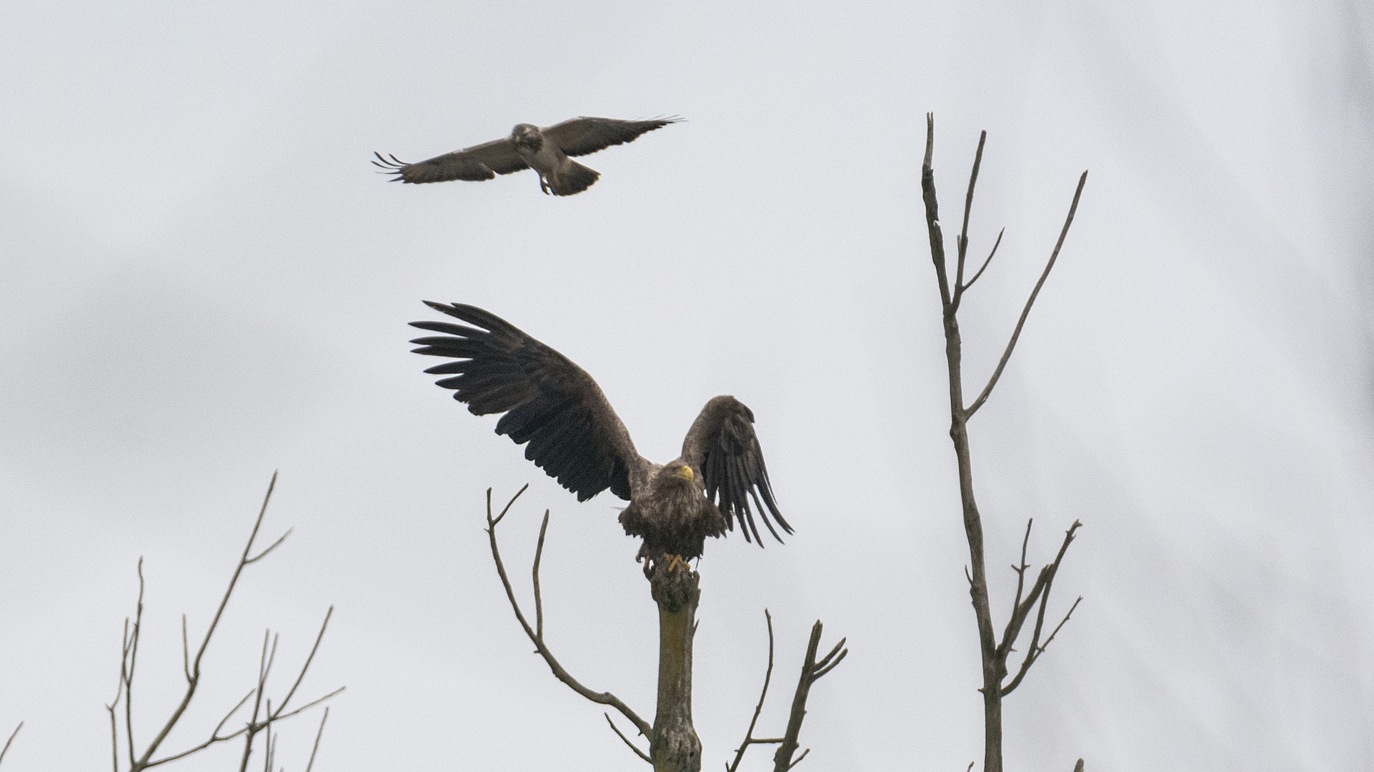 Seeadler vs. Mäusebussard - Feb. 15 - Steinhuder Meer