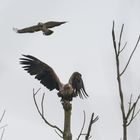 Seeadler vs. Mäusebussard - Feb. 15 - Steinhuder Meer