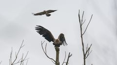 Seeadler vs. Mäusebussard - Feb. 15 - Steinhuder Meer