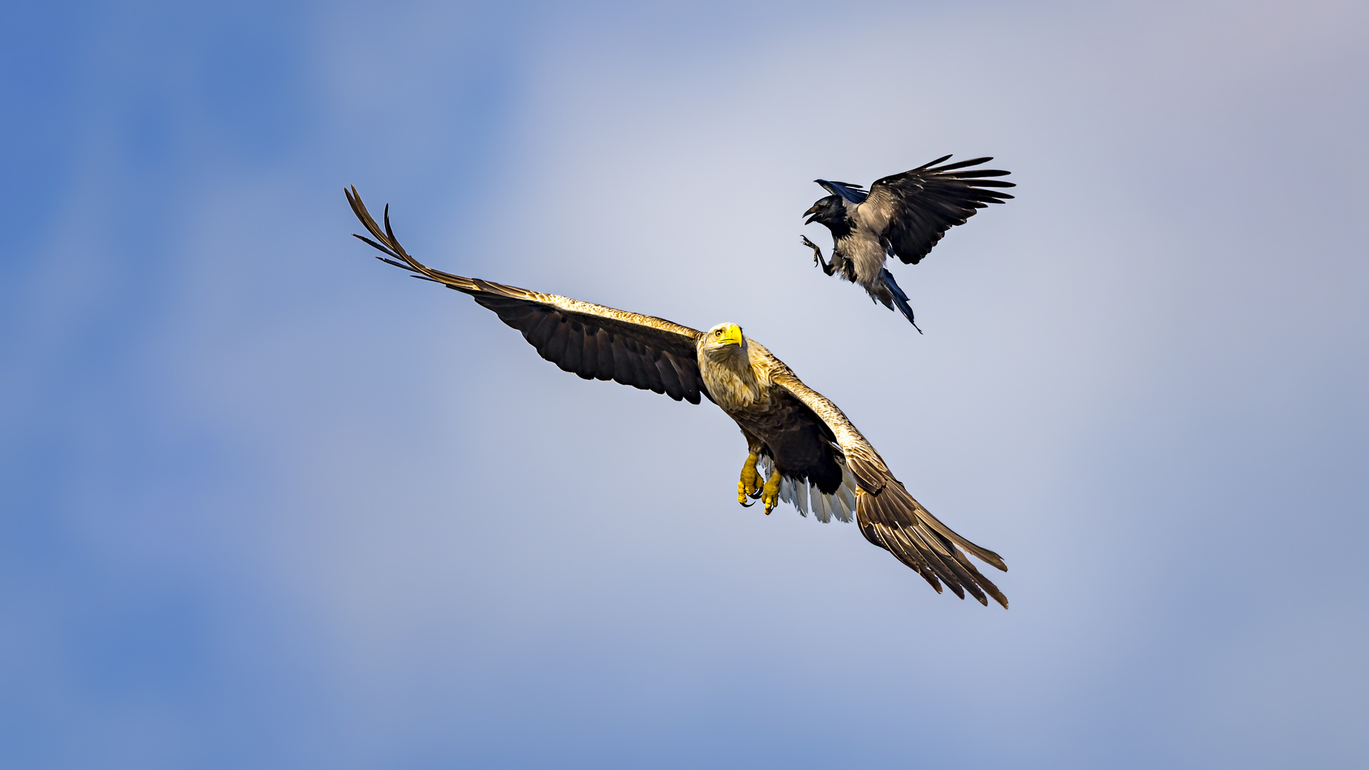 Seeadler VS Raab