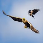 Seeadler VS Raab