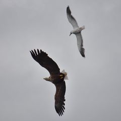 Seeadler vs. Silbermöwe