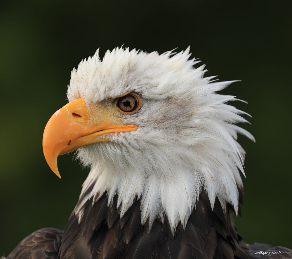 Seeadler Weibchen 