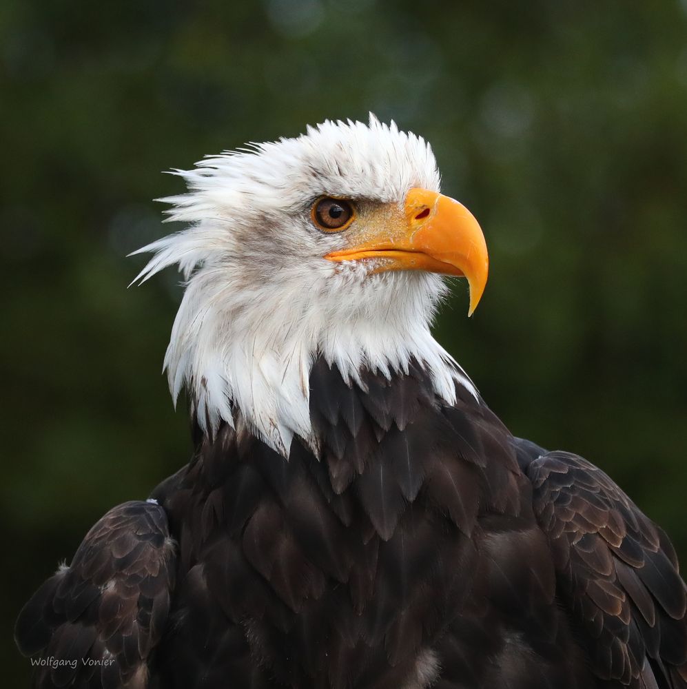 Seeadler Weibchen 