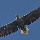 Seeadler Weibchen