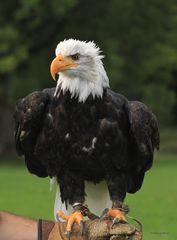 Seeadler Weibchen