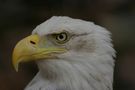 Seeadler (Weißkopfadler) von Giselherr Pixelquääler