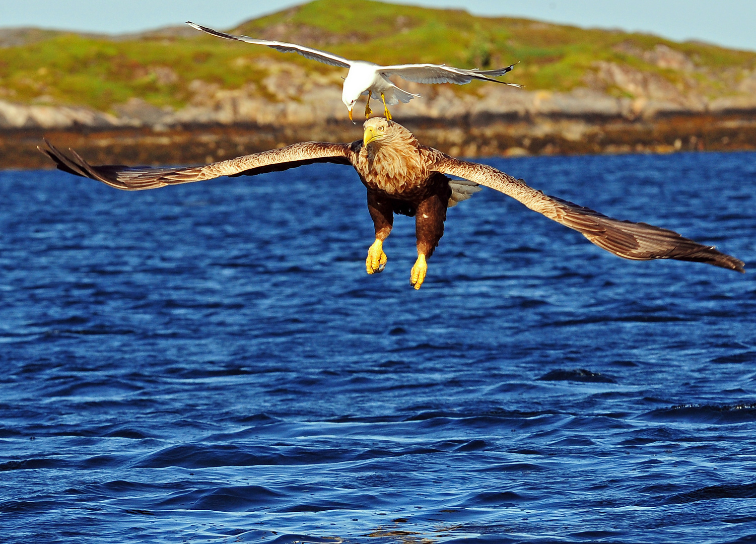 Seeadler, ---wer tanzt mir da auf dem Kopf ---