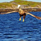 Seeadler, ---wer tanzt mir da auf dem Kopf ---