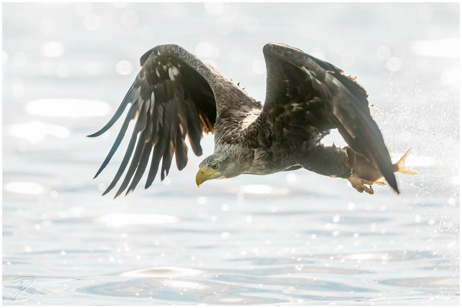 Seeadler (White-tailed eagle)