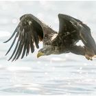 Seeadler (White-tailed eagle)