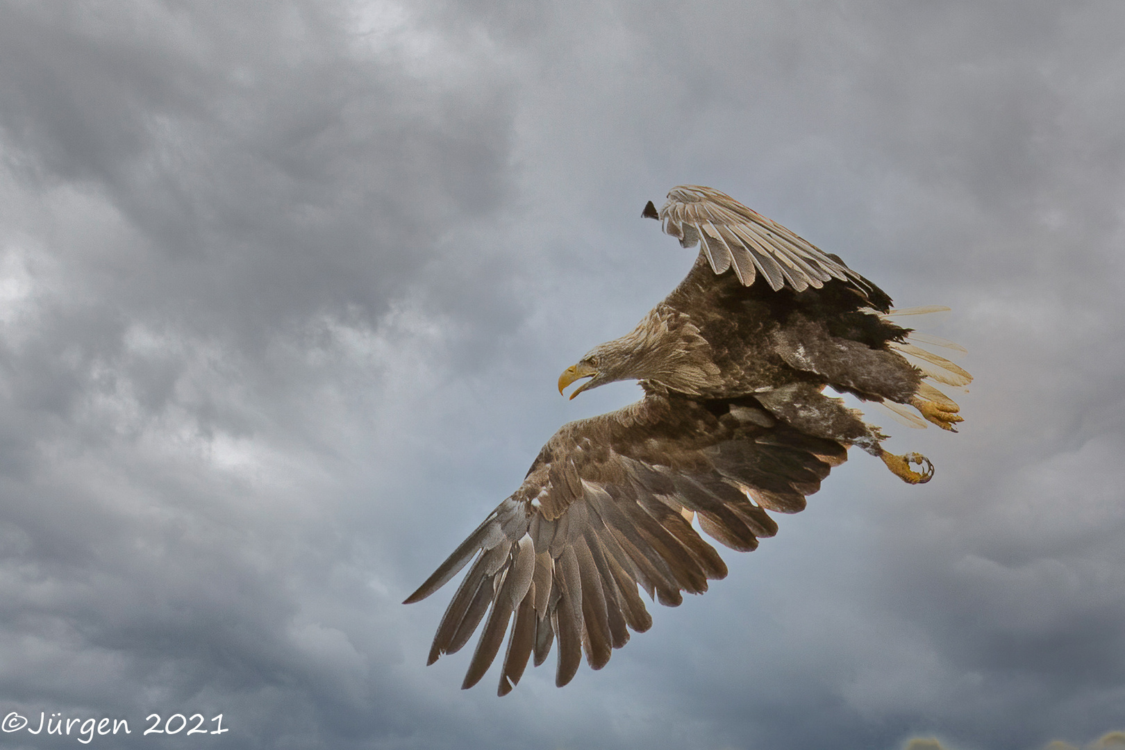 Seeadler (White-tailed eagle)