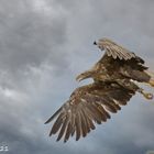 Seeadler (White-tailed eagle)