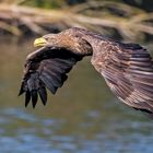 Seeadler (White-Tailed Eagle)