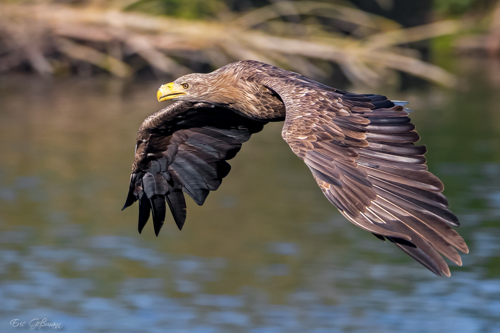 Seeadler (White-Tailed Eagle)