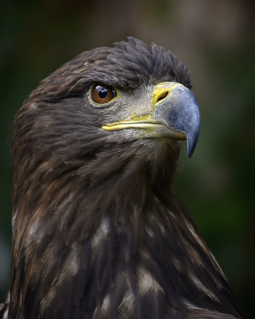 Seeadler, Whitetailedseaeagle