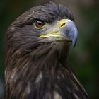 Seeadler, Whitetailedseaeagle