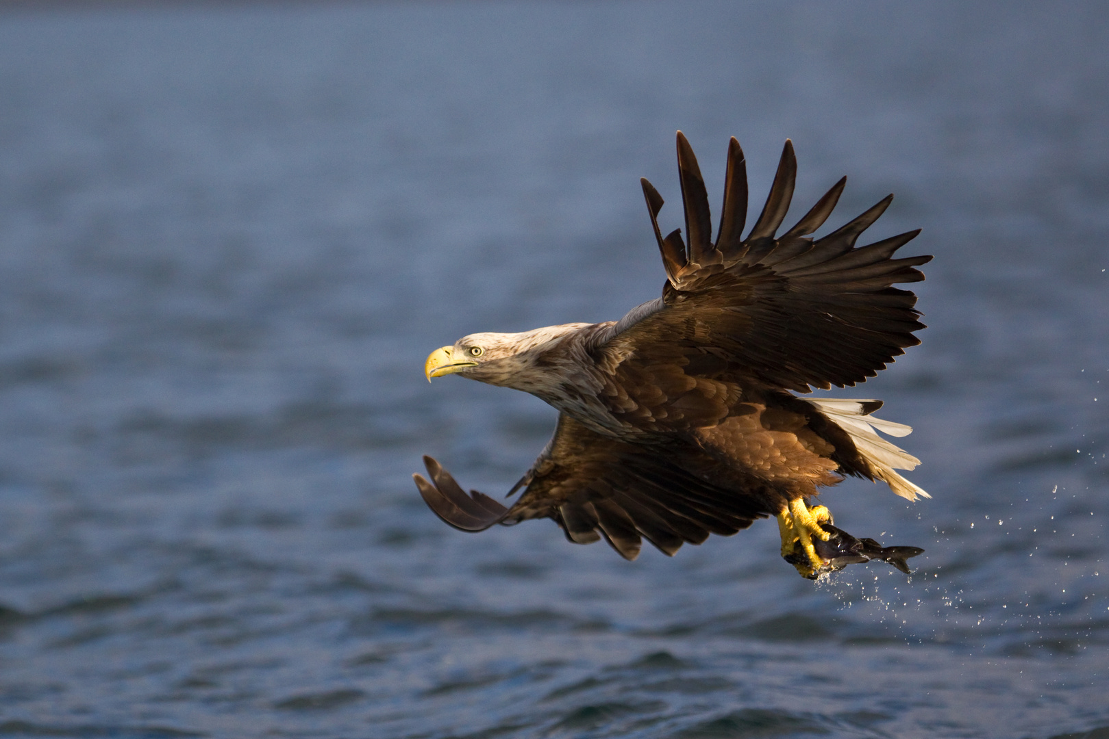 Seeadler: Wie der Seelachs plötzlich Flügel kriegt.