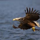 Seeadler: Wie der Seelachs plötzlich Flügel kriegt.