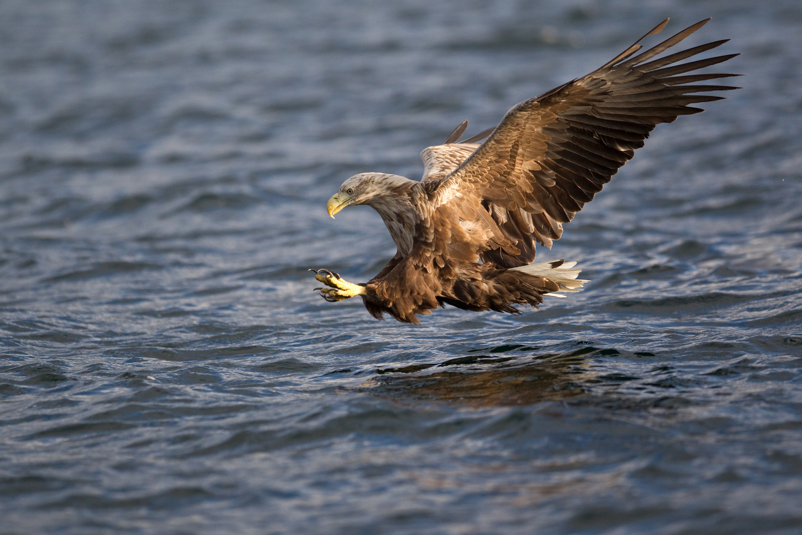 Seeadler: Wie der Seelachs plötzlich Flügel kriegt..