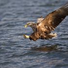 Seeadler: Wie der Seelachs plötzlich Flügel kriegt..