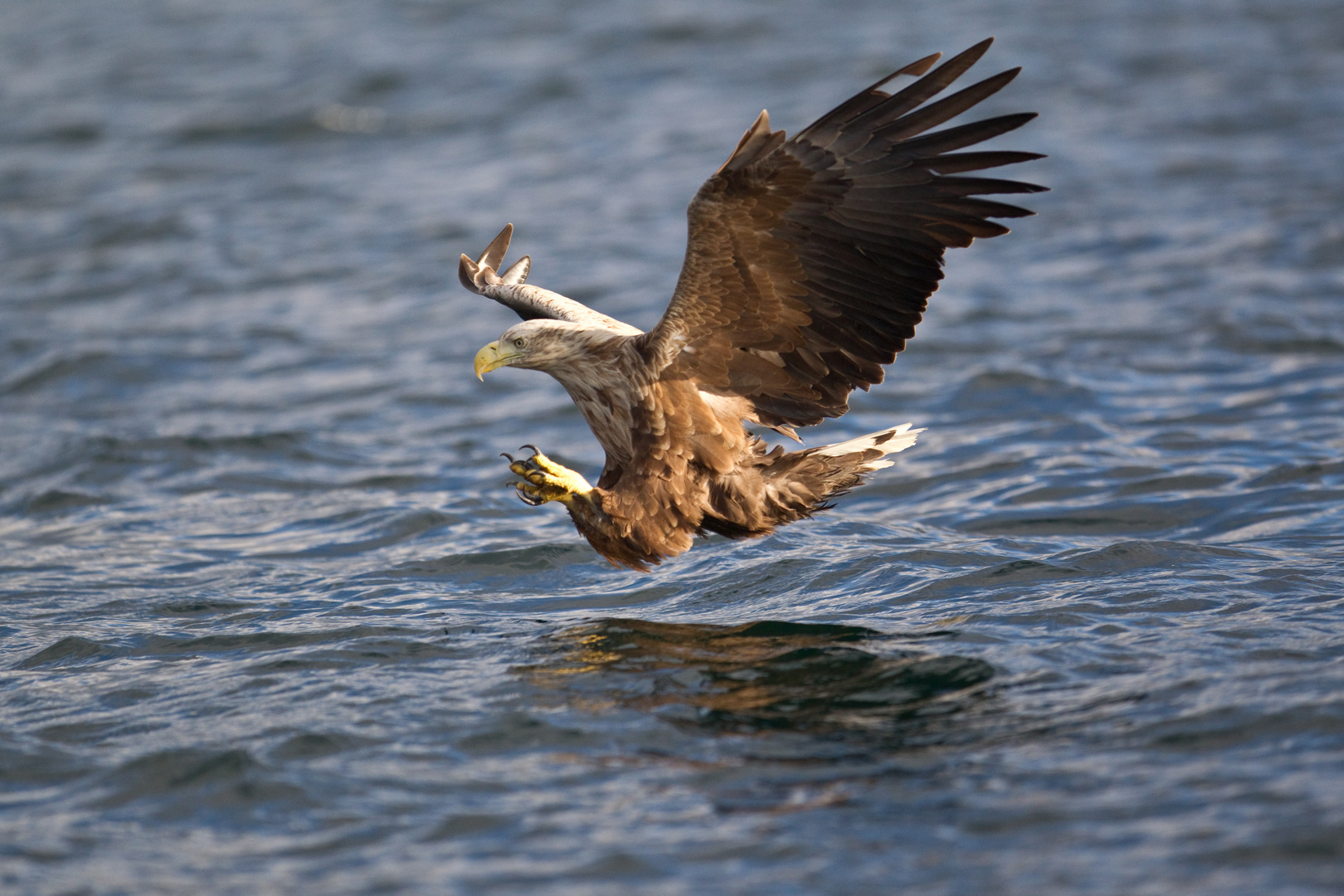 Seeadler: Wie der Seelachs plötzlich Flügel kriegt...