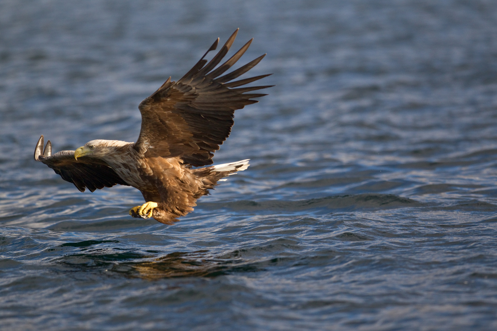 Seeadler: Wie der Seelachs plötzlich Flügel kriegt....